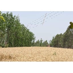 old wire burn farmers dream