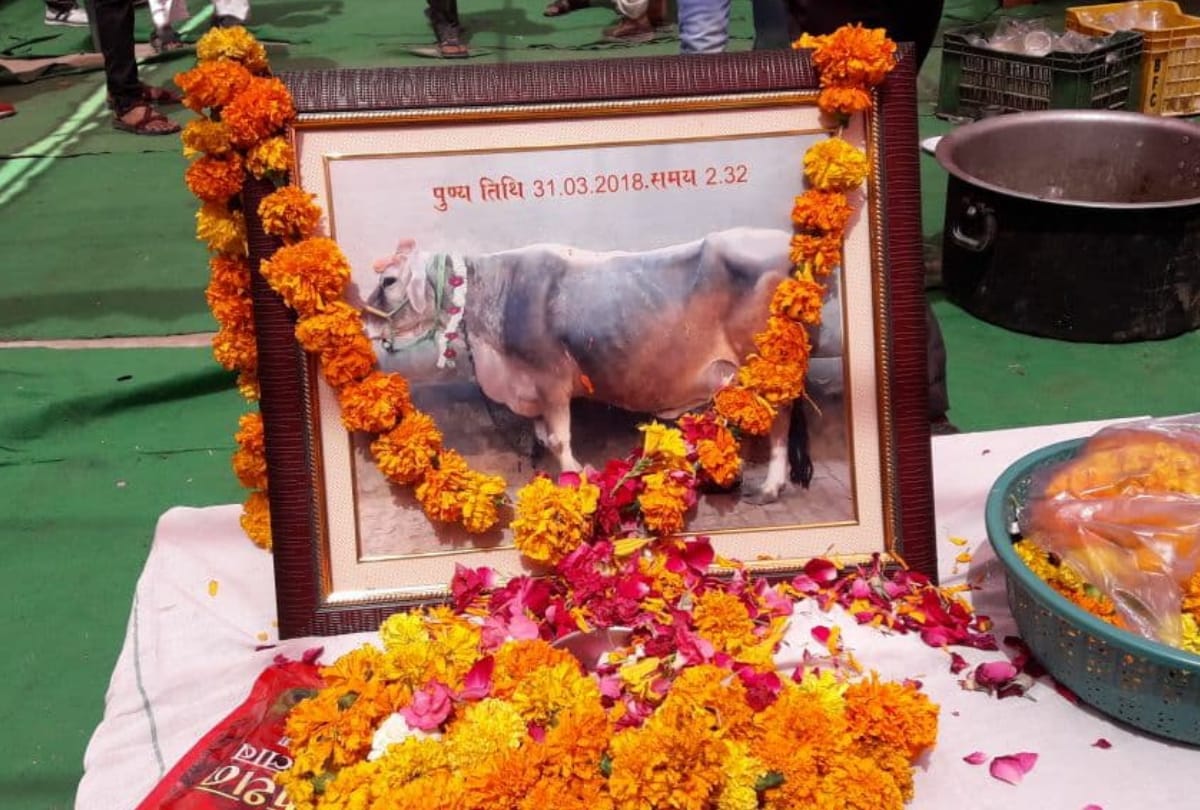 in up muradnagar family celebrates cow terahvi more than thousand people and bjp mla reach at feast