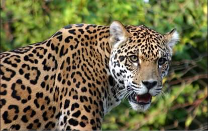 LOCALS PANIC AS LEOPARD ENTERS A RESIDENTIAL AREA NEAR LATA MANGESHKAR COLLEGE NAGPUR MAHARASHTRA