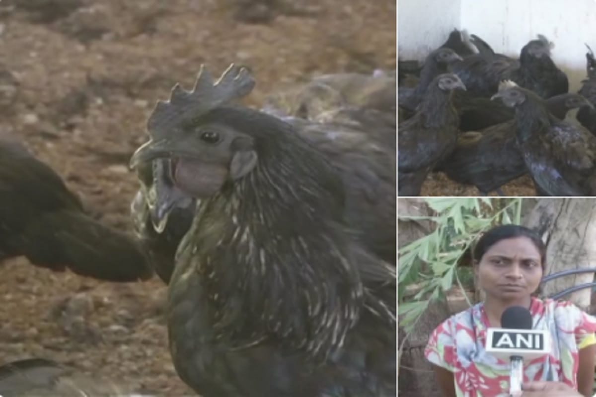 Chattisgarh: Kadaknath changed lives of womens in Dantewada after business