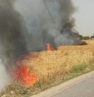 बीस बीघे खेत में गेंहू की फसल आग में जलकर स्वाहा