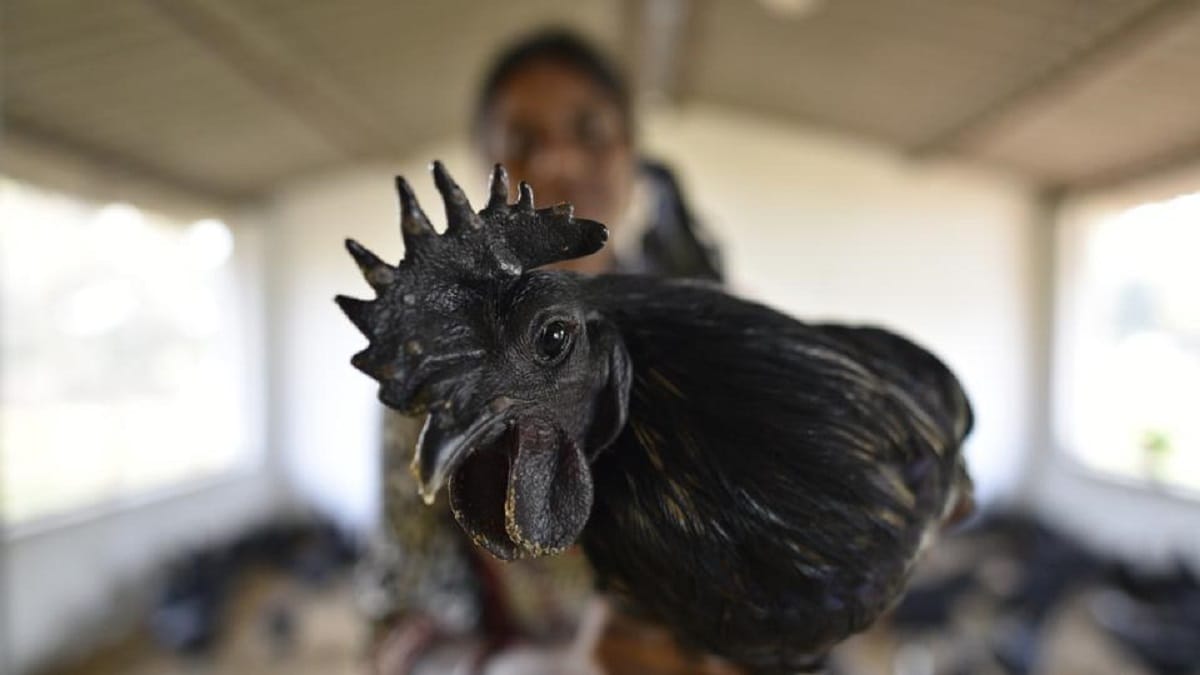 Maharashtra Kadaknath Scam : Cases filed on complaints of farmers, four arrested