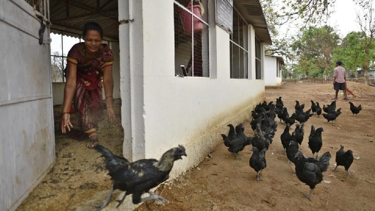Chattisgarh: Kadaknath changed lives of womens in Dantewada after business
