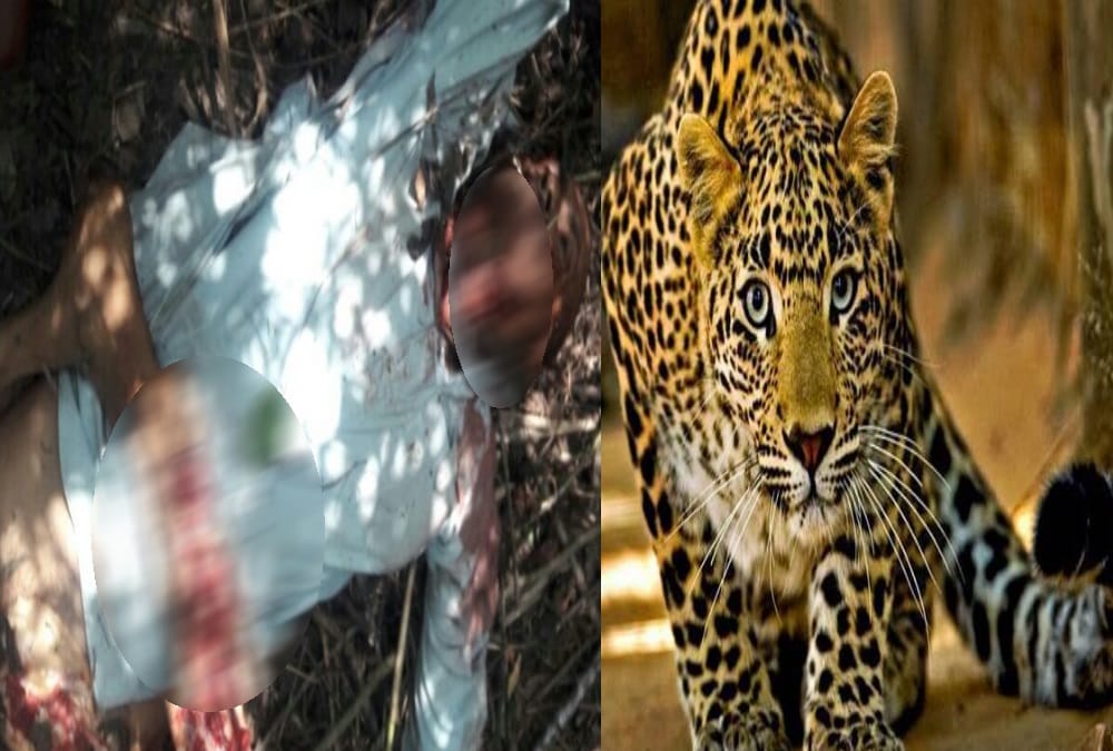 Leopard killed a man from haryana in rishikesh