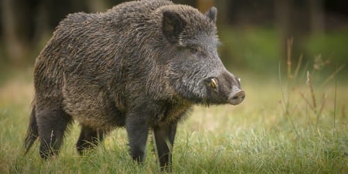 Wild swine becomes danger for tigers
