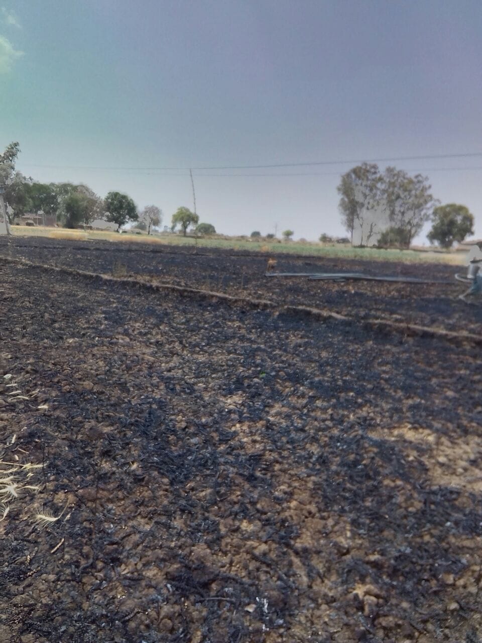 शॉर्ट सर्किट से खड़ी गेहूं की सात बीघा फसल जली