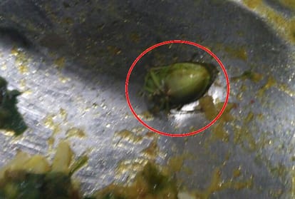 worm found in food of dr shakuntala misra university
