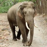 Madras high court granted permission for the mercy killing of an elephant