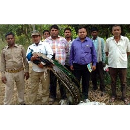 one more peacock dead body found in dhabarasi 