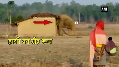ANGRY ELEPHANT VANDALIZES HOUSE IN CHHATTISGARH'S SURAJPUR AFTER FLAKE OFF FROM HERD