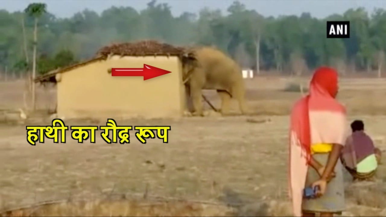 हाथी