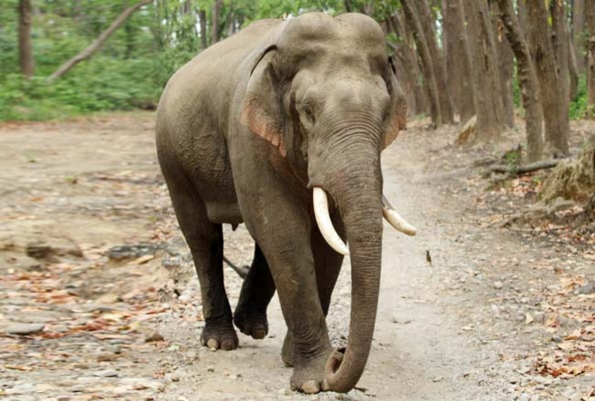 BDC member's husband crushed by elephant 
