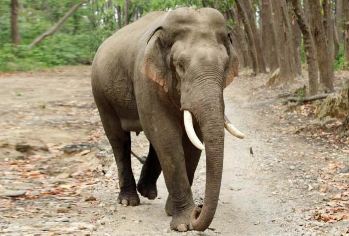 Elephant Attack on tourist jeep in corbett national park video viral