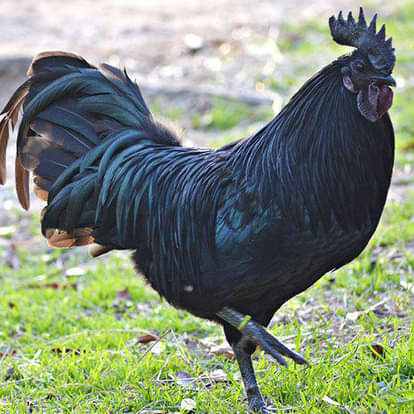 KADAKNATH RARE BLACK CHICKEN IMPROVING CHHATTISGARH'S TRIBAL FAMILIES EARNING IN LAKHS