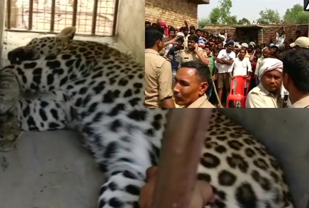 leopard entered in villager's home in bahraich