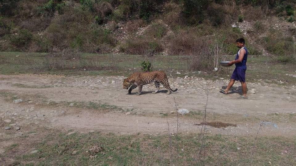 Leopard afraid from people and died in dehradun