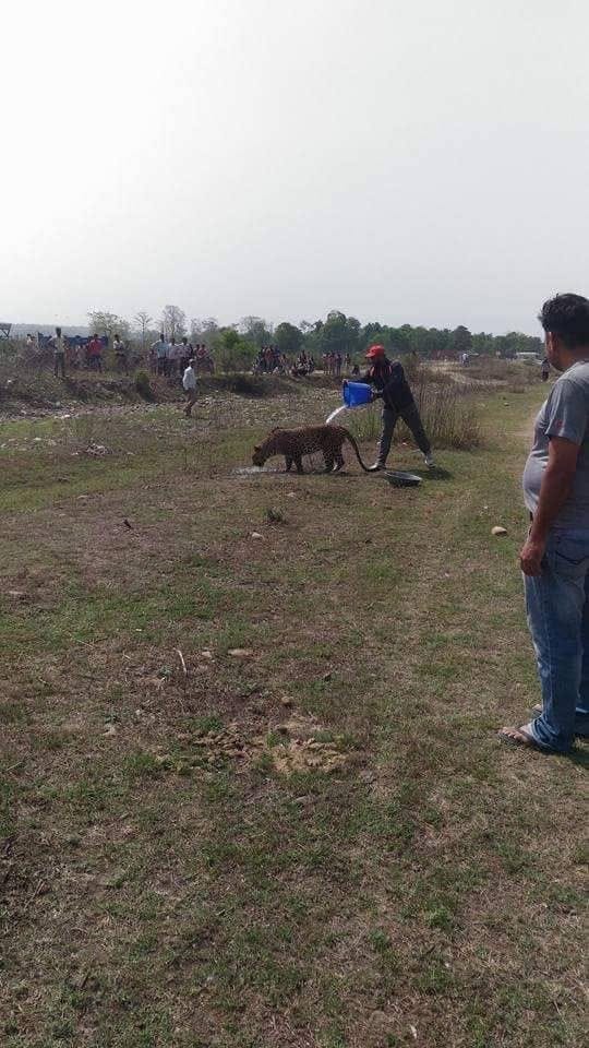 Leopard afraid from people and died in dehradun