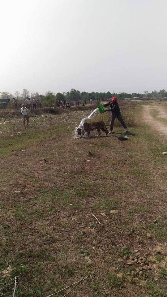 Leopard afraid from people and died in dehradun