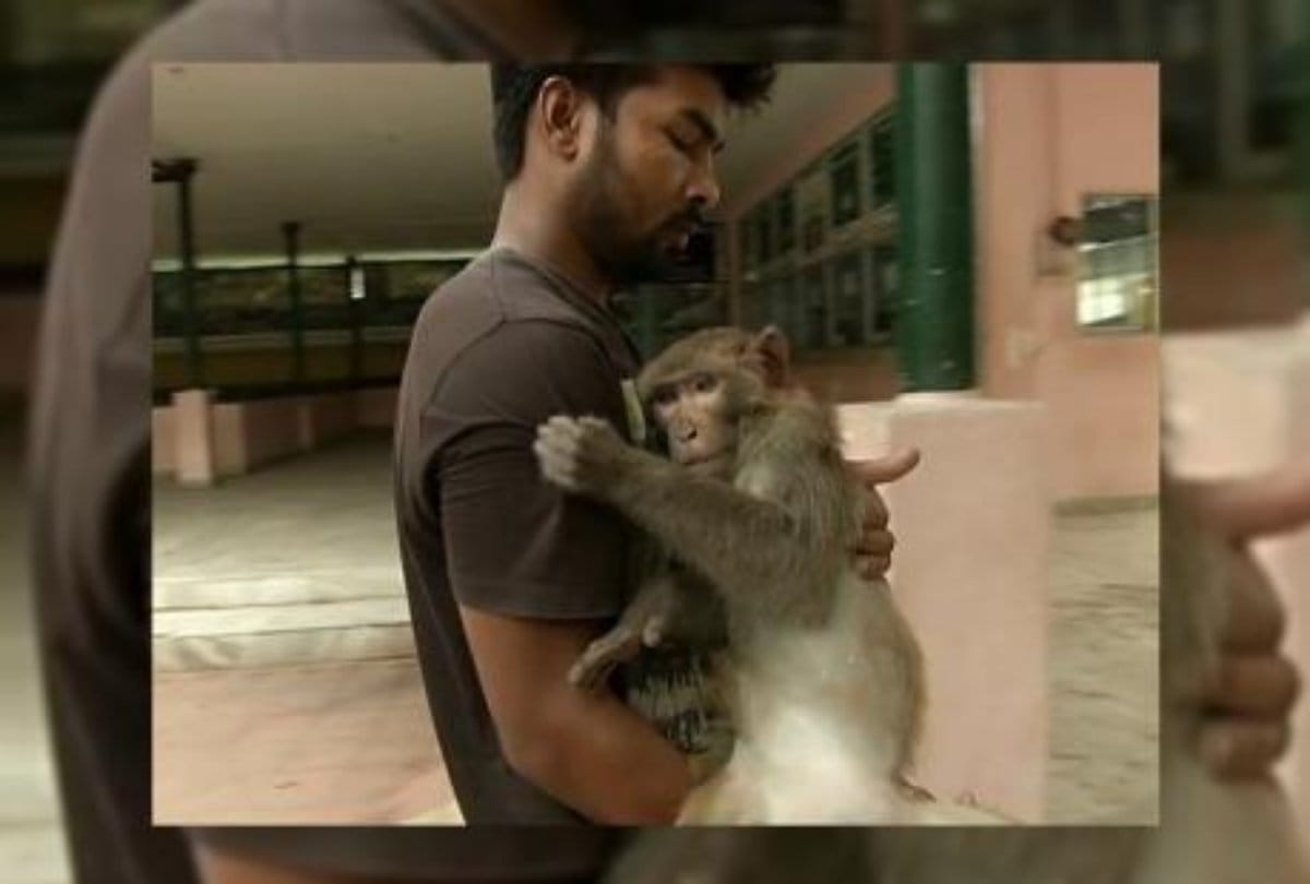 Video being viral of a assam boy in which he saves injured monkey life 