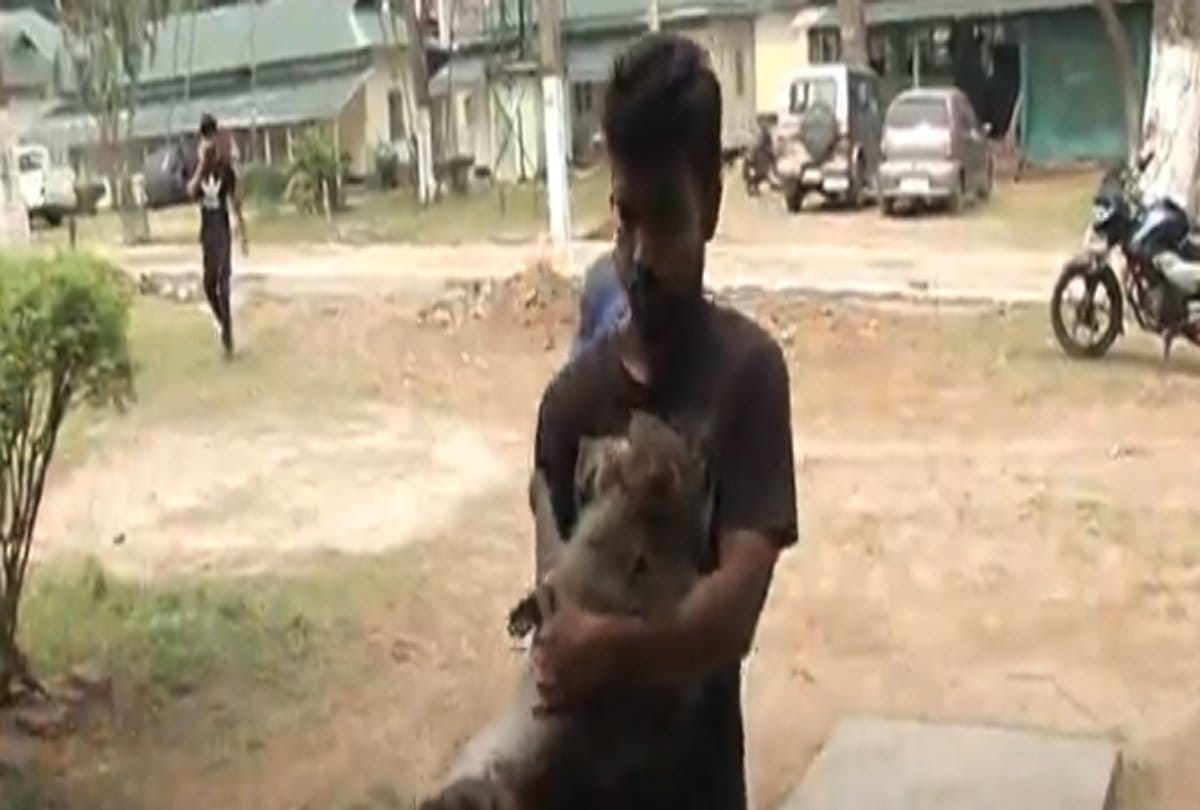 Video being viral of a assam boy in which he saves injured monkey life 