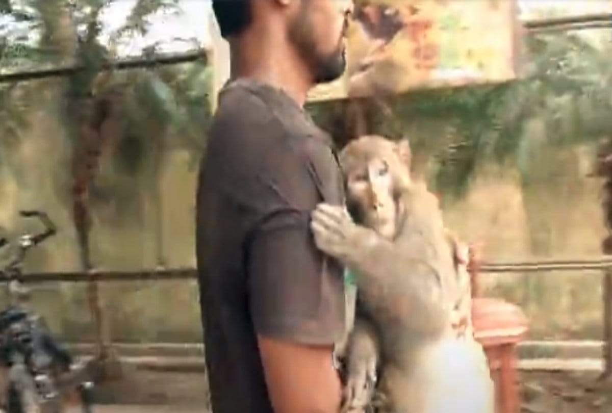 Video being viral of a assam boy in which he saves injured monkey life 