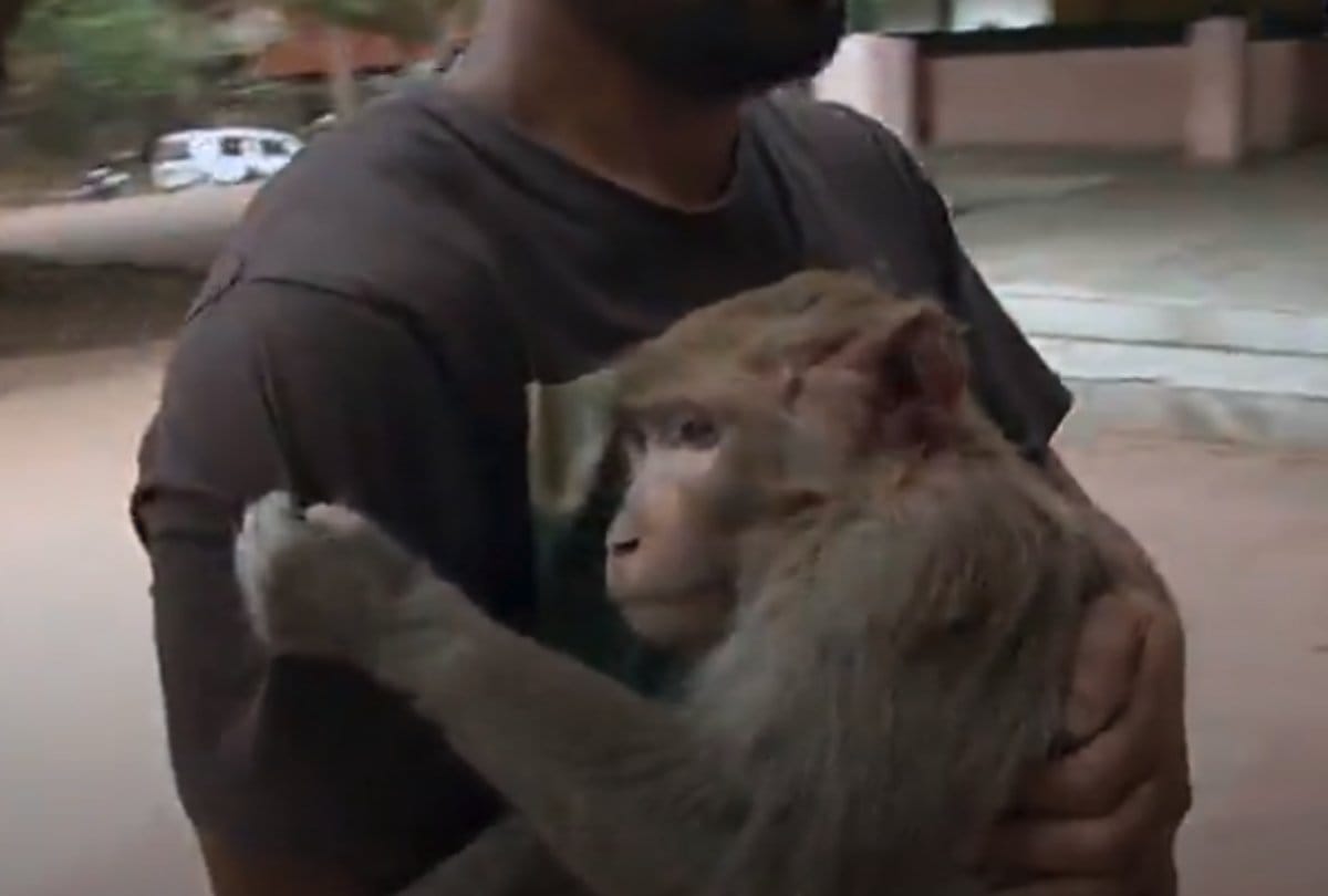 Video being viral of a assam boy in which he saves injured monkey life 