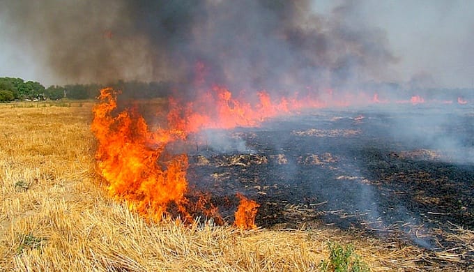 Do not burn the crop straw but 45 rupees  per KG, innovation of  IIT's scientists 