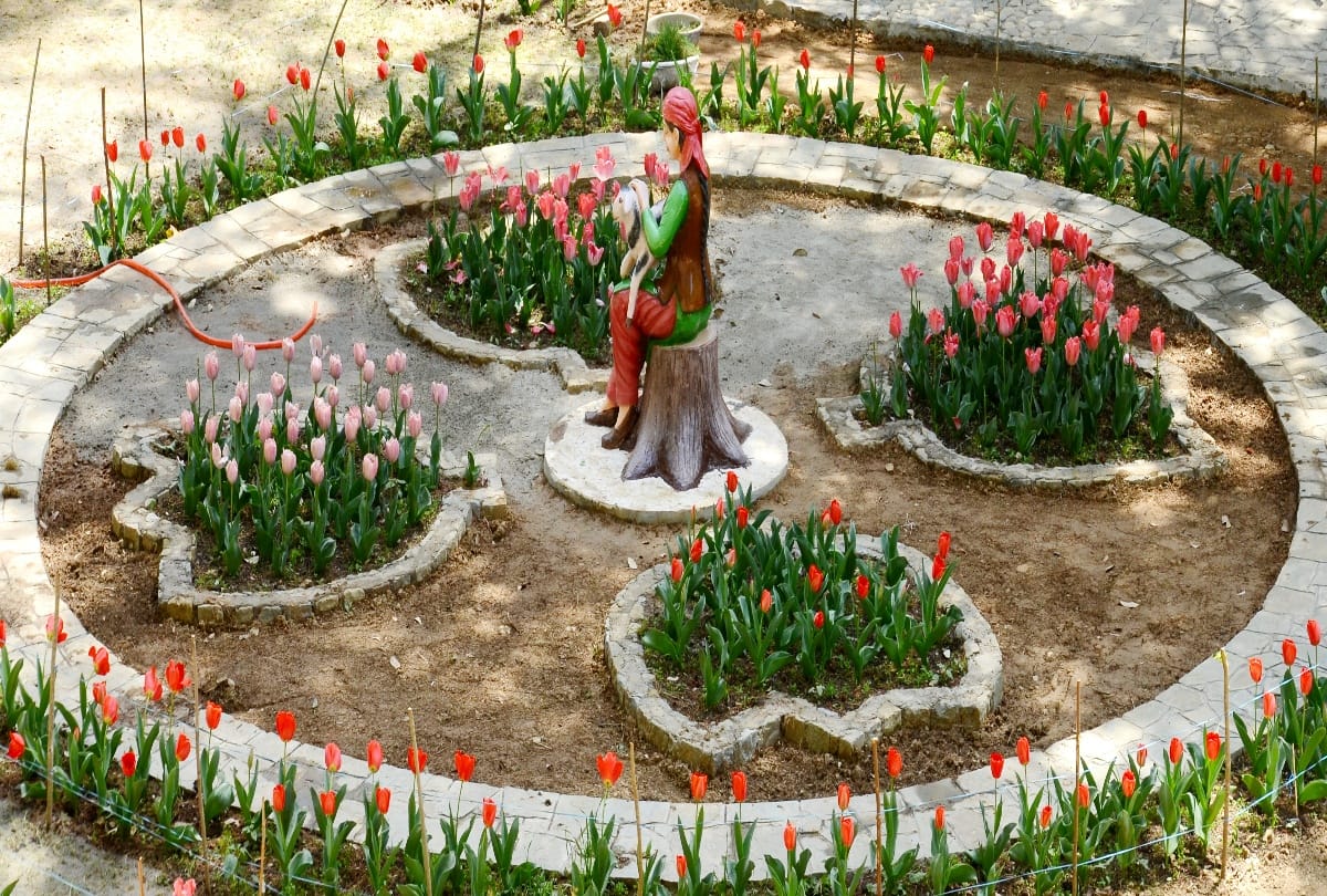 Tulip garden in shimla craignano park