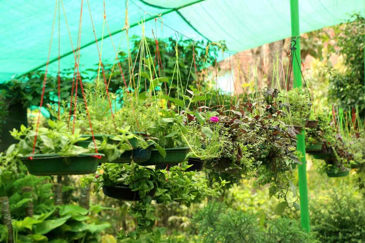 These type of seasonal plant is in demand at  Nurseries