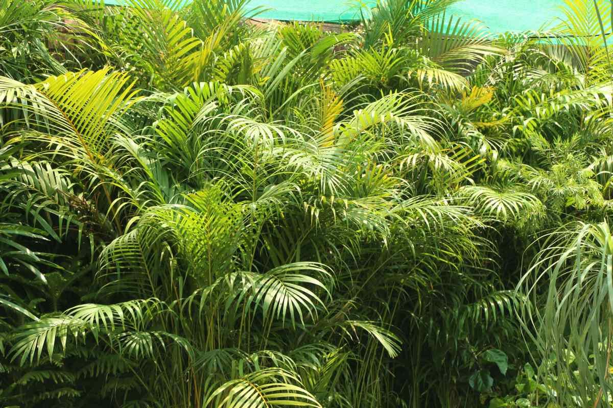 These type of seasonal plant is in demand at  Nurseries