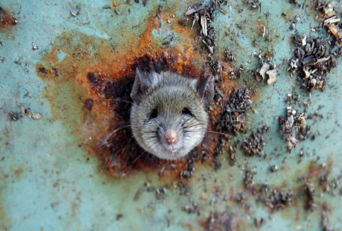 Strongest mice army bring down three storey building in Agra