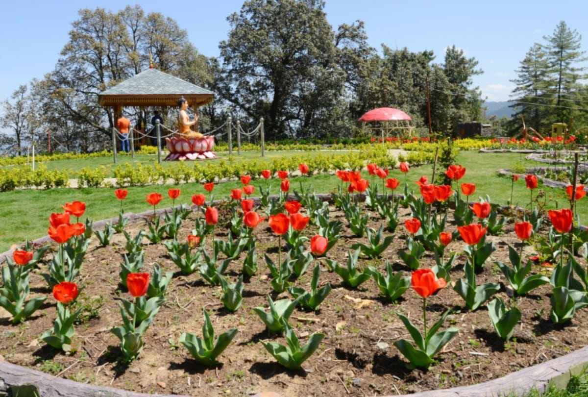 lockdown jammu kashmir latest updates, due to corona virus and lockdown Silence in tulip garden