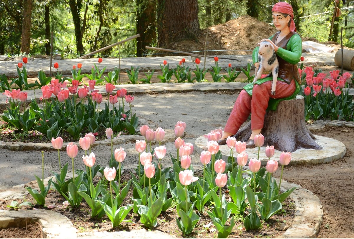 Tulip garden in shimla craignano park
