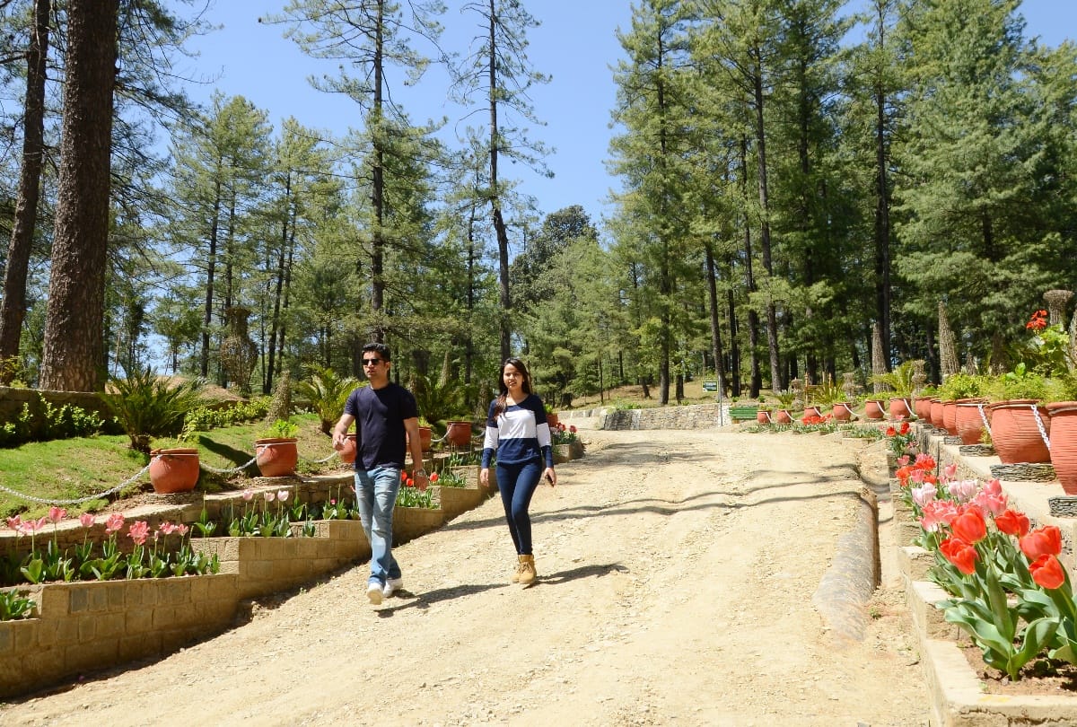 Tulip garden in shimla craignano park
