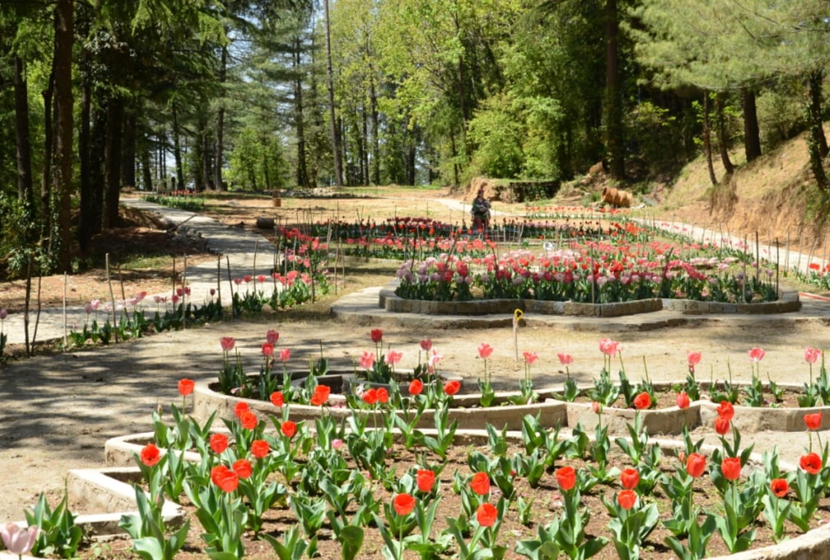 Tulip garden in shimla craignano park