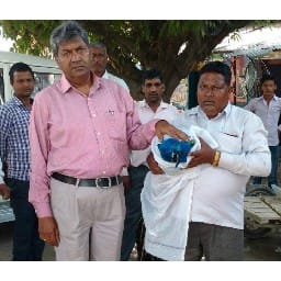 two more injured peacock died in dhabarasi