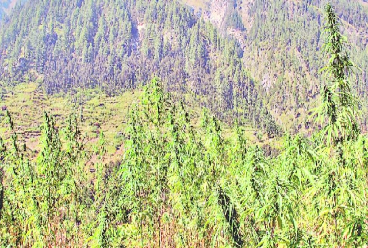 forest department action over cannabis production at kullu