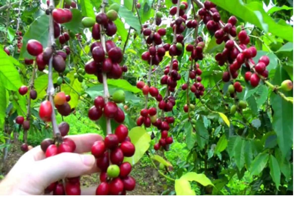 Indian coffee highly exports to Italy, a report says
