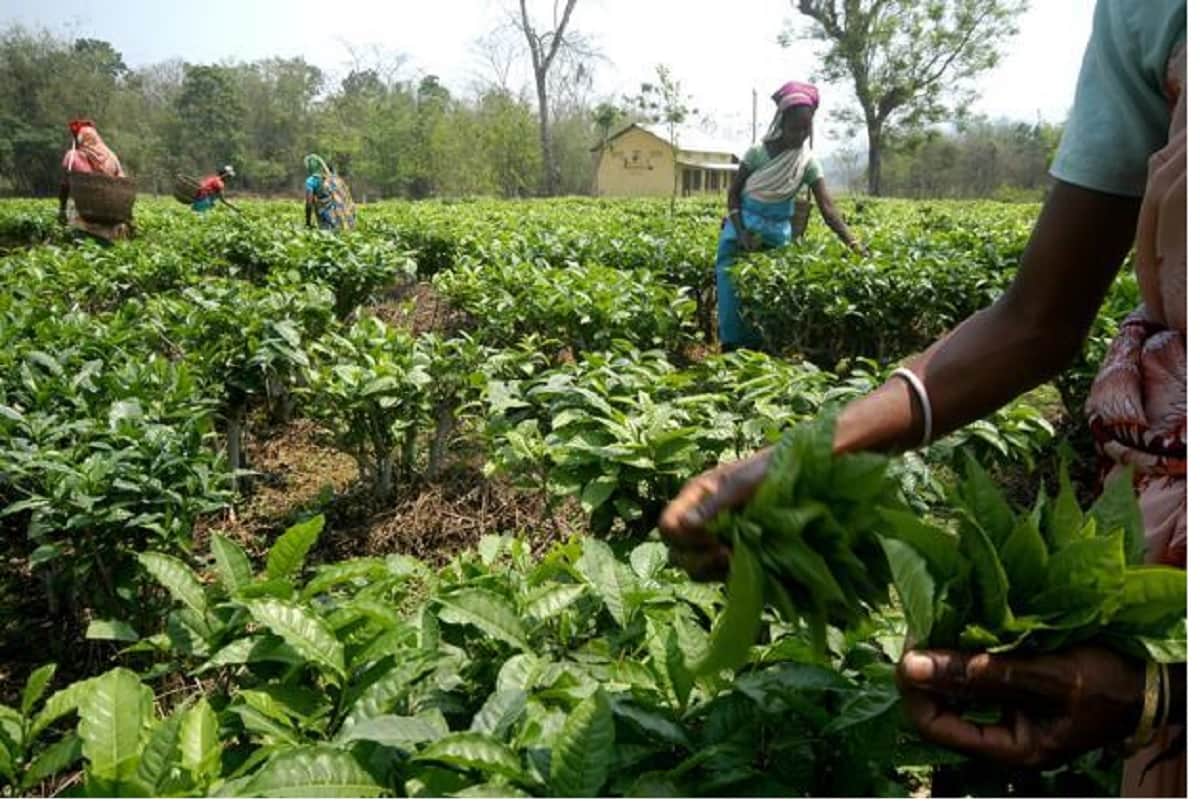 Indian coffee highly exports to Italy, a report says