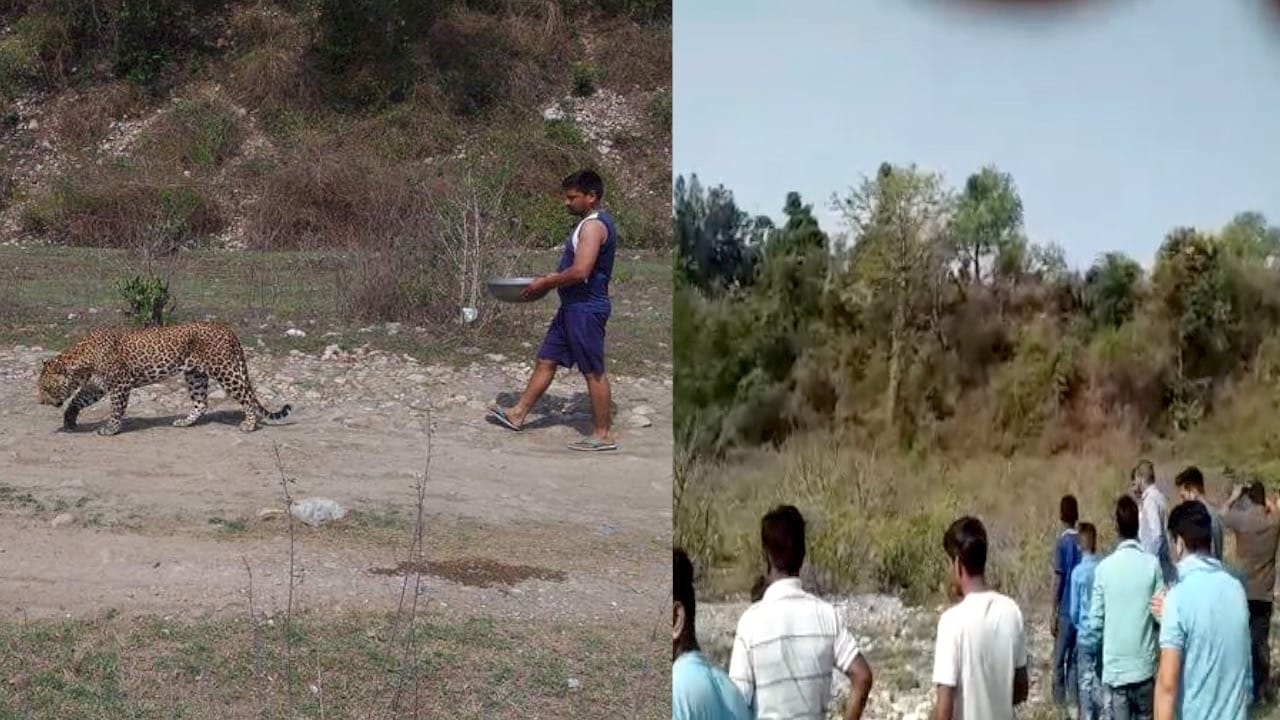 तेंदुआ