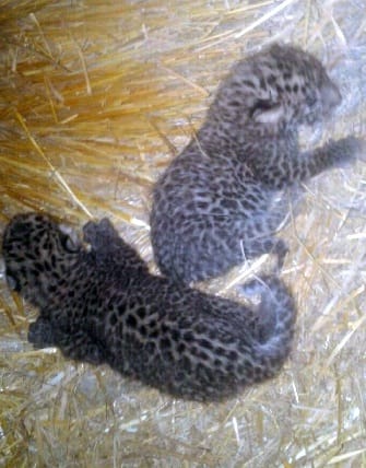 Leopard children in Goshala