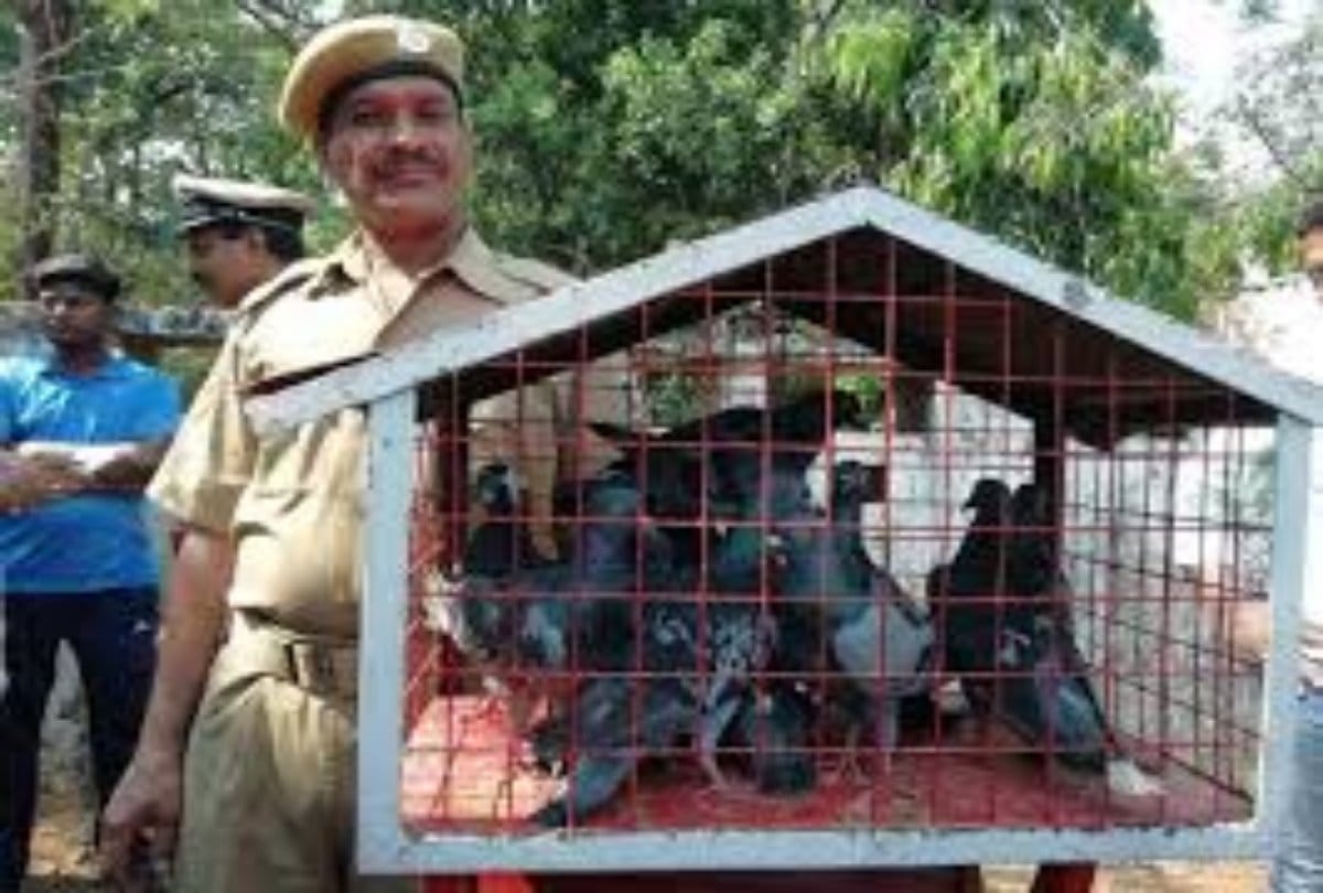State Police uses pigeons to send messages in Odisha