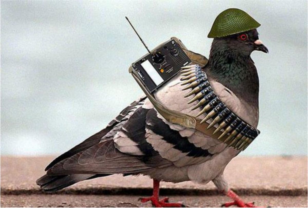 State Police uses pigeons to send messages in Odisha