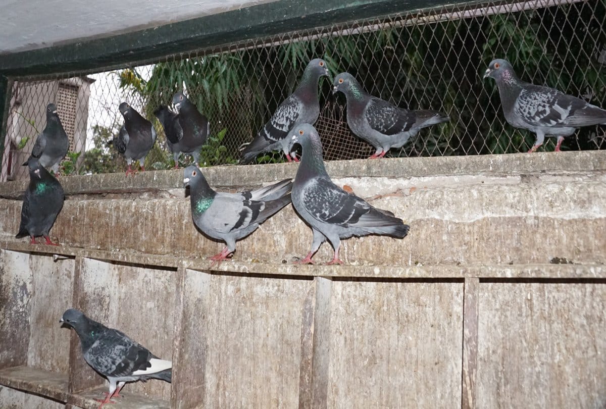 State Police uses pigeons to send messages in Odisha