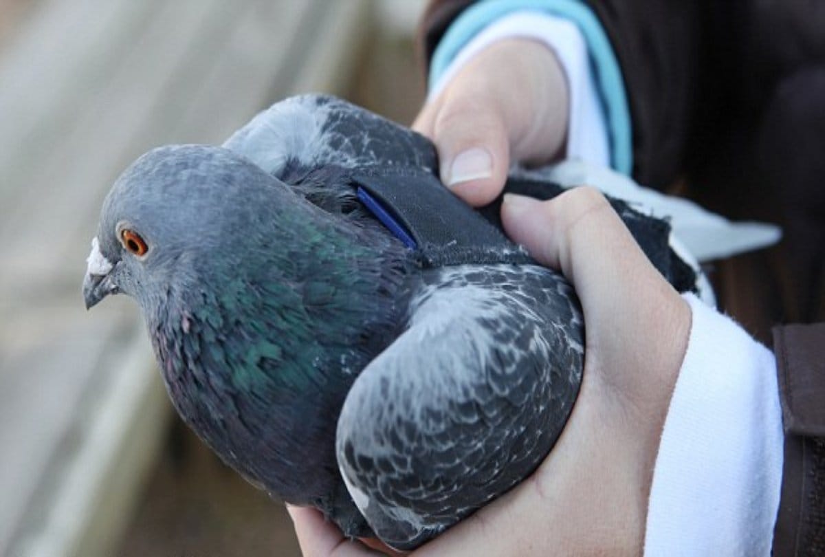 People caught Pakistani pigeon, code was tied in the leg, security agencies alert