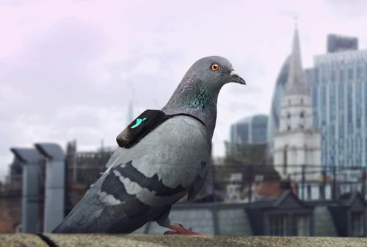 Punjab police registered a FIR against pigeon for carrying a suspicious letter