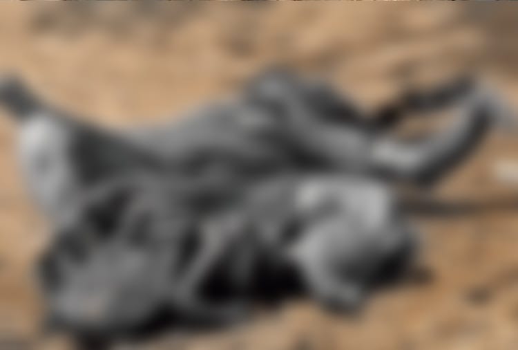 momin malik filed petition to stop girl child funeral, whose dead body found in rohtak