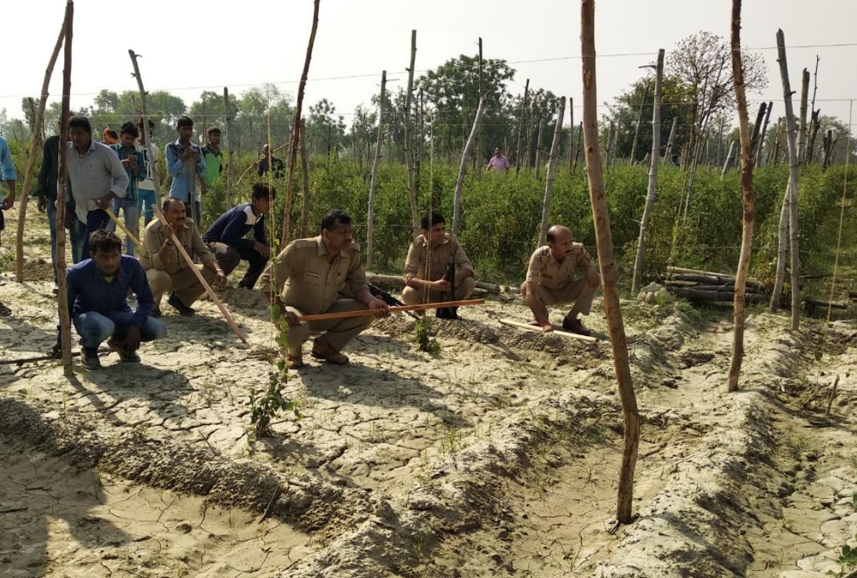 tiger entered in the populated area of gonda