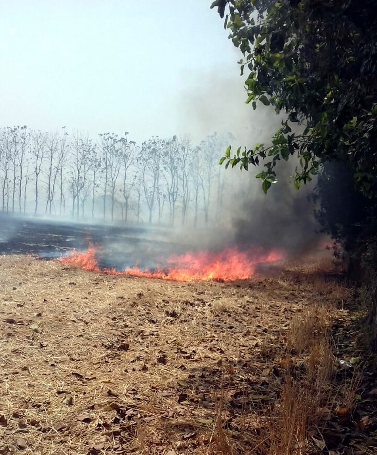आग लगने से 500 बीघा डंठल जला