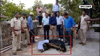 bear rescued by forest department from residential area of ambikapur district Chhattisgarh  